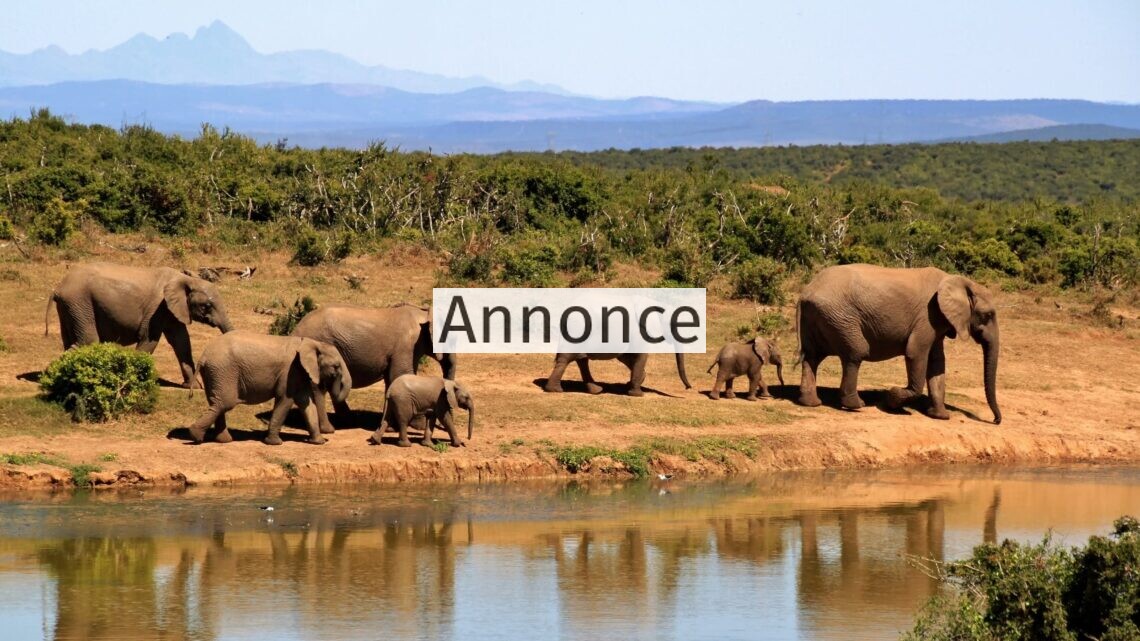 Nyd en dejlig safarirejse i Kenya